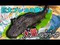 巨大プレコを捌いたらお腹の中に「大量のアレ」が詰まってた...