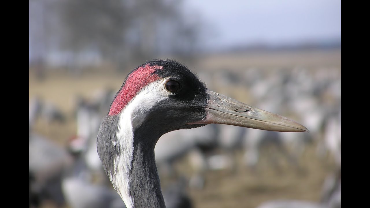Jeřáb popelavý (Grus grus)