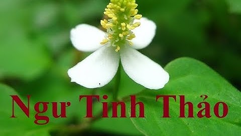 Rau Diếp Cá, Ngư Tinh Thảo, Rau Vẹn, Tập Thái  (Houttuynia cordata Thunb)