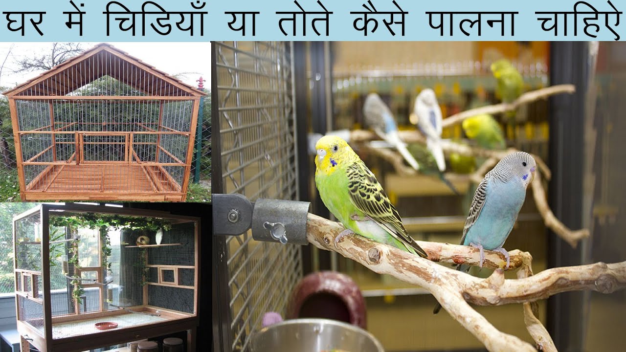 How To Keep Birds at Home // अगर आप अपने घर में पक्षी पालना चाहते है तो ये बातें जान ले