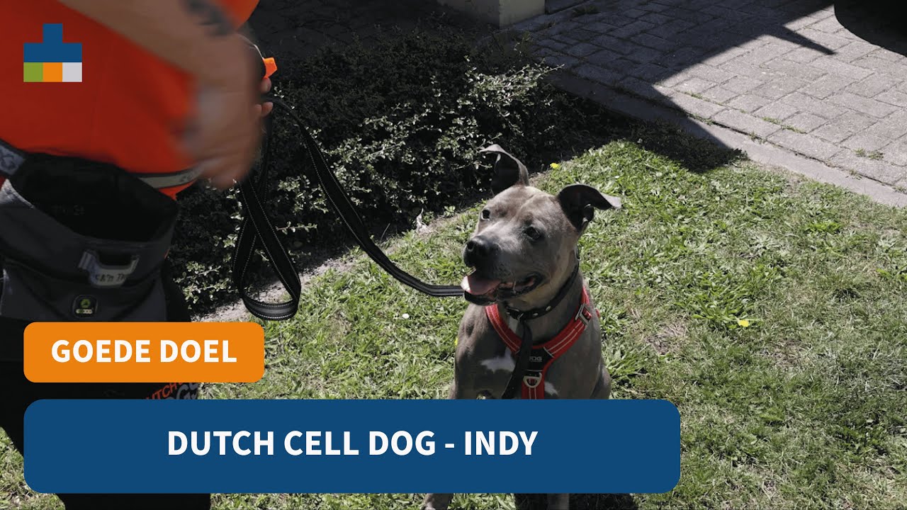 Dutch Cell Dogs Asielhond Indy - Medpets bezoekt! - YouTube
