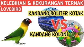 🔴 KELEBIHAN DAN KEKURANGAN TERNAK LOVEBIRD KANDANG KOLONI VS KANDANG SOLITER KOTAK