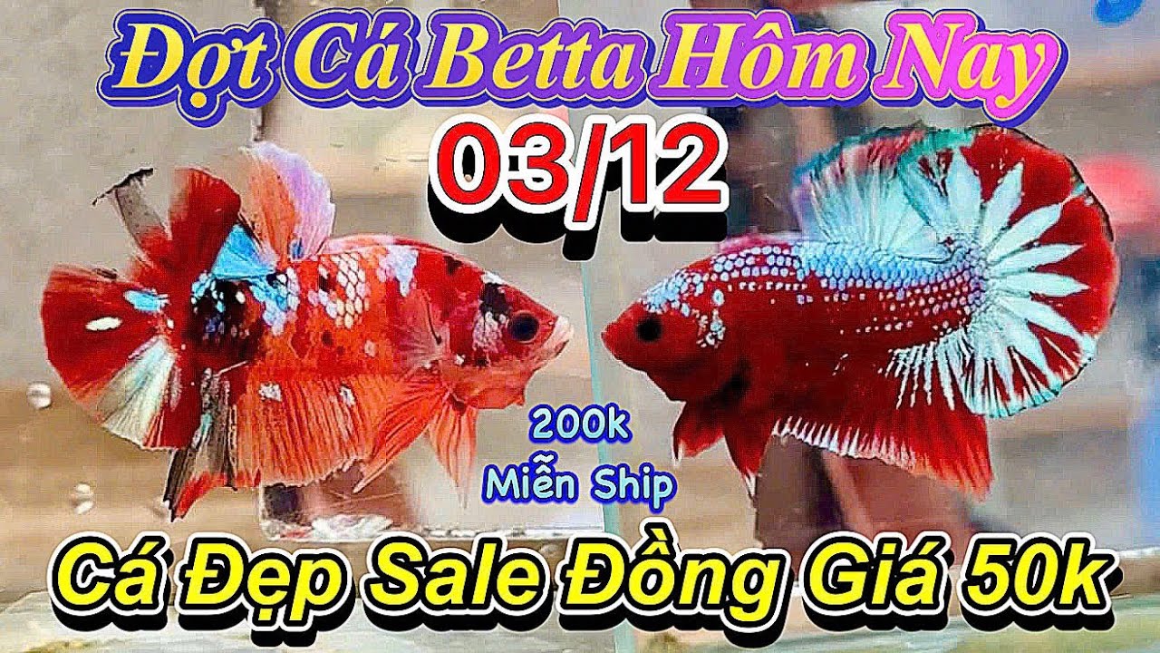❤️03/12/2025_Clip Betta Siêu Giảm Giá_Đồng Giá 50k_Tham Gia MiniGame 10 Giải Thưởng Cực Hấp Dẫn❤️