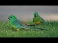 Red Rumped Parakeet Bird Call Bird Song