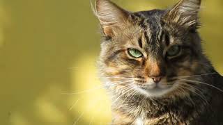 Mesmerizing Cat Stares: When the Camera Meets the Soft and Fluffy 2023 screenshot 4