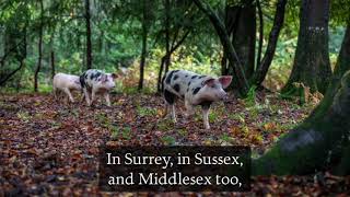 The Petition of the Pigs - English Folk Song