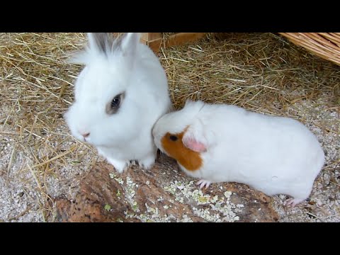 Can bunnies and guinea pigs live together