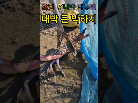 해루질 석문  서해  꽃게 박하지  소라 투망 #castnet #fishing #숭어 #낚시 #바다 #투망매니아 #해루질 ##꽃게 #당진 #투망 #바다투망 #매향리 #고온항