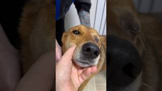 Удаление больного глаза бездомной собачке Лизе.