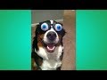 Funny animals try not to laugh the funniest animal video