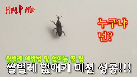 ?Eradication of rice weevil / 쌀벌레 없애는 방법 / 쌀벌레 없애기 / 쌀벌레 예방법