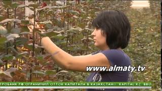 Видео Цветочный бизнес в РК - годовой оборот 100 млн долларов (автор: Телеканал Алматы / Almaty TV)
