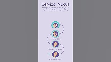Fertile Cervical Mucus