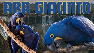 L' Ara Giacinto: il pappagallo più grande al mondo. #parrots  #pappagalli #ara