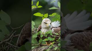 Time Lapse Chick Grows to be an Eagle #shorts