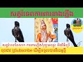 @សត្វរំទេពតៃសាកការពារភ្លើងBird#Kh33#