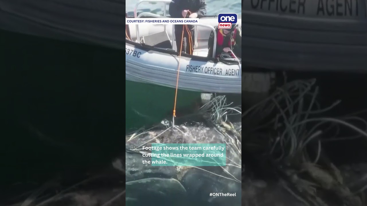 SEVERELY ENTANGLED WHALE RESCUED