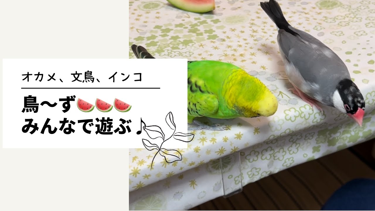 鳥 ず達がテーブルの部屋でスイカ食べたりして遊んでる動画 オカメインコ 文鳥 セキセイインコ Youtube 鳥 ず達がテーブルの部屋でスイカ食べたりして遊んでる動画 オカメインコ 文鳥 セキセイインコ Youtube