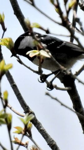 ヒガラの鳴き声 Coal tit crows 兵庫県・北播磨#Shorts #birds #nature #birdsounds #wildlife