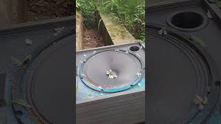 Ultra Low Frequency Test  12-Inch Woofer  Outdoor Field Edition #basstest #bass #nghia