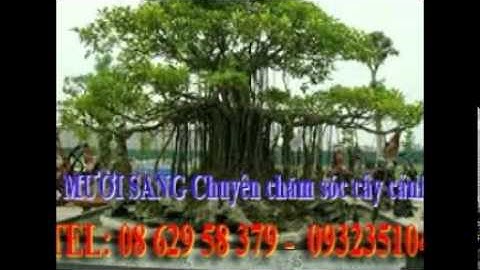 :0932351048.]] nhận cắt, tỉa, chăm sóc cây cảnh quận 6.tphcm