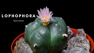 Lophophora Wiliamsii - Uprawa