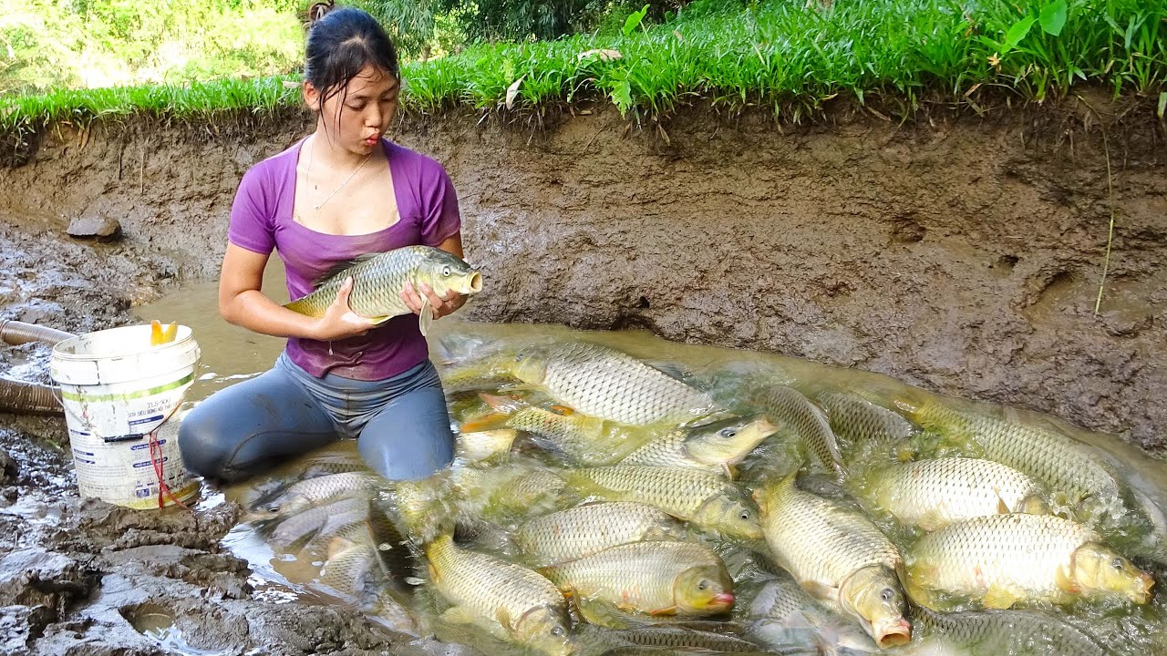 The life of a 17-year-old girl -How to Harvest Giant Fish, Amazing Fish, Catch Fish - Nguyet Fishing