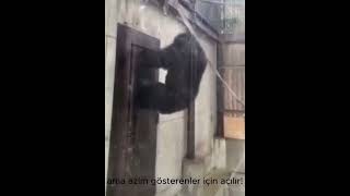 Kapıları Zorlama, Açılacak Sanma