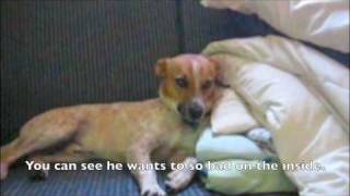 Stoned Dog