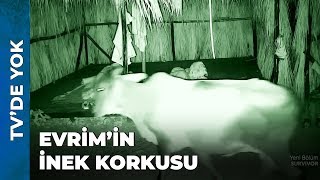 ADAYI İNEKLER BASTI | Survivor Ünlüler Gönüllüler