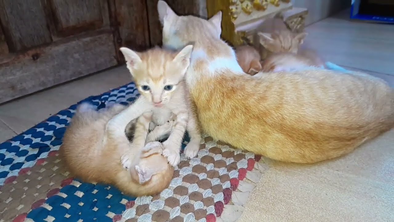 Very lovely the little kittens are playing together mom is taking care of them 