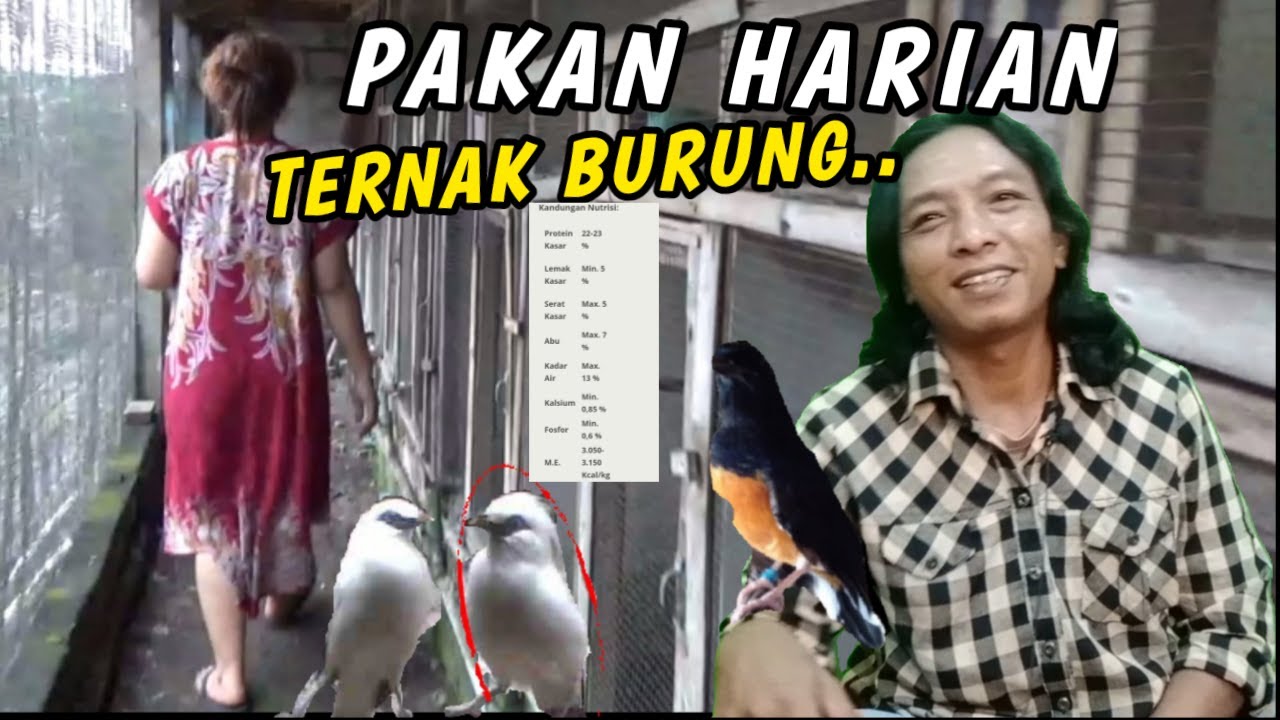 PAKAN HARIAN BURUNG JALAK || TERNAK - 