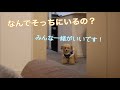離れ離れのパパとママが心配で２人の間を何往復もする子犬が愛おしい【トイプードル】