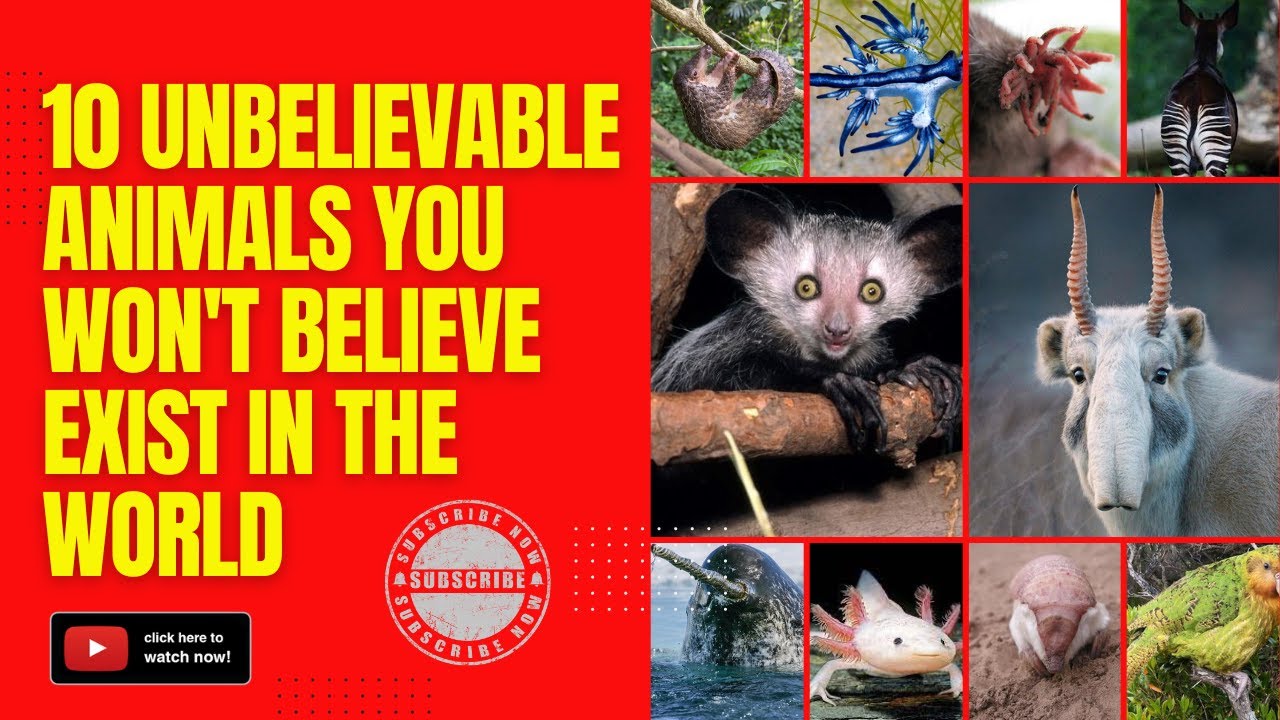10 Unbelievable Animals You Won't Believe Exist in the World YouTube