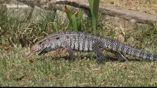 Tegu lizard registration deadline nears