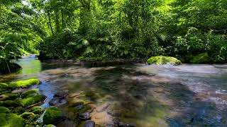Quiet River Water Flow, Gentle Birds Chirping, Relaxing Forest Escape for Better Sleep