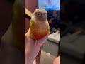 Ice cream cone conure #parrot #conure #cuteanimal #birds #birb