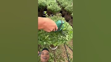 Tông Đơ Cắt Tỉa Cây Cảnh #garden