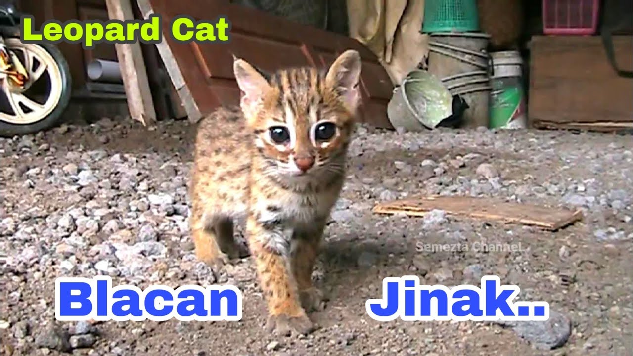 Kucing Hutan Jinak Blacan Jinak YouTube