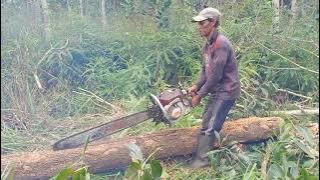 Suara mesin senso ngebul membelah kayu akasia