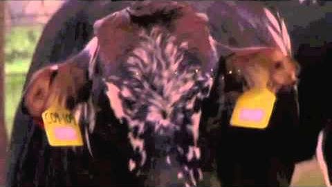 Reflective Ear Tags for AG & Industry - Vizi-Tag www.agandindustry.com.au