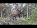 Jeleň lesný (Cervus elaphus) - Ruja