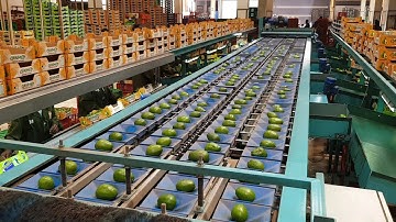 Avocado equipment - ESHET EILON