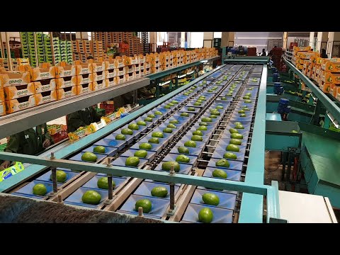 Avocado equipment - ESHET EILON