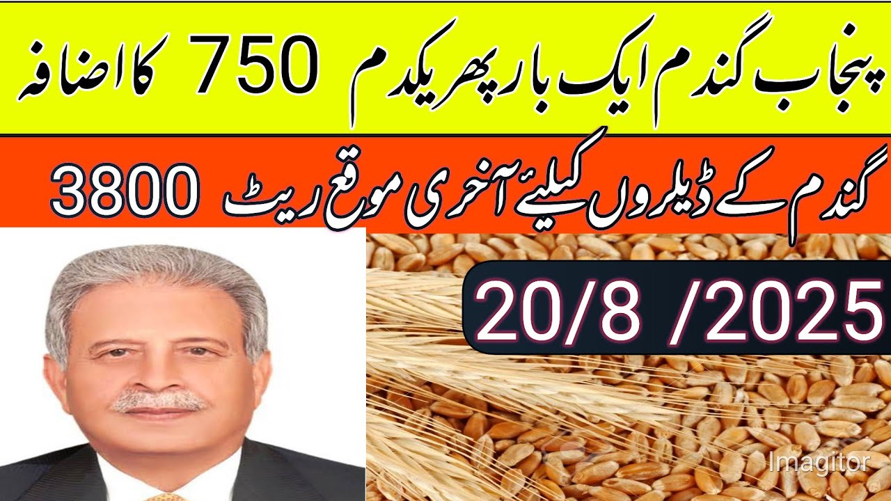 New wheat final price update/wheat price in Punjab pakistan 2025/local ...