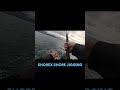 Albacore in the eye of the storm/