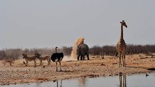 How Many Animals Can You Spot at This Busy Waterhole?