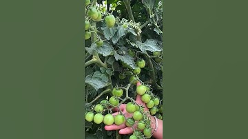 panen tomat segar super memuaskan dengan hasil melimpah #shorts