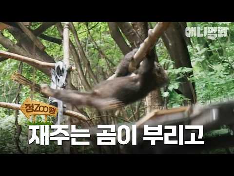 [#정ZOO행] 곰이 둔하다고 생각하신다면 이 영상을 꼭 보세요🤡  | EP.15 #TV동물농장 #AnimalFarm #애니멀봐