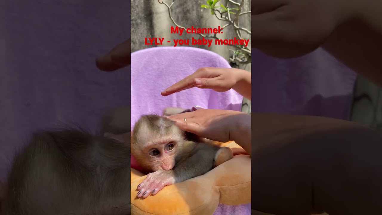 LyLy Monkey relax and sunbathe 